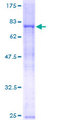 RNF8 Protein - 12.5% SDS-PAGE of human RNF8 stained with Coomassie Blue