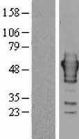 RNH1 Protein - Western validation with an anti-DDK antibody * L: Control HEK293 lysate R: Over-expression lysate