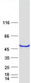 RNH1 Protein - Purified recombinant protein RNH1 was analyzed by SDS-PAGE gel and Coomassie Blue Staining