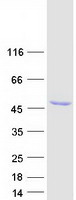 RNH1 Protein - Purified recombinant protein RNH1 was analyzed by SDS-PAGE gel and Coomassie Blue Staining