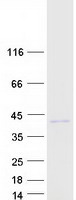 RNLS / Renalase Protein - Purified recombinant protein RNLS was analyzed by SDS-PAGE gel and Coomassie Blue Staining