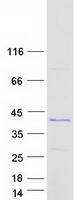 RNLS / Renalase Protein - Purified recombinant protein RNLS was analyzed by SDS-PAGE gel and Coomassie Blue Staining