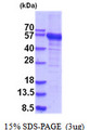 RNMTL1 Protein