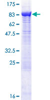 RNPEP Protein - 12.5% SDS-PAGE of human RNPEP stained with Coomassie Blue