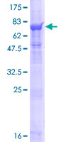 RNPEPL1 Protein - 12.5% SDS-PAGE of human RNPEPL1 stained with Coomassie Blue