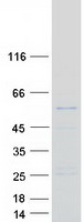 RNPEPL1 Protein - Purified recombinant protein RNPEPL1 was analyzed by SDS-PAGE gel and Coomassie Blue Staining