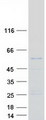 RNPEPL1 Protein - Purified recombinant protein RNPEPL1 was analyzed by SDS-PAGE gel and Coomassie Blue Staining