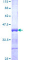 ROBO2 Protein - 12.5% SDS-PAGE Stained with Coomassie Blue.