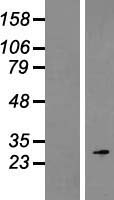 ROPN1 / Ropporin Protein - Western validation with an anti-DDK antibody * L: Control HEK293 lysate R: Over-expression lysate