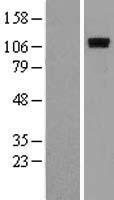 ROR1 Protein - Western validation with an anti-DDK antibody * L: Control HEK293 lysate R: Over-expression lysate