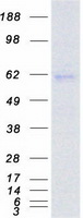 RORA / ROR Alpha Protein - Purified recombinant protein RORA was analyzed by SDS-PAGE gel and Coomassie Blue Staining