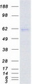 RORA / ROR Alpha Protein - Purified recombinant protein RORA was analyzed by SDS-PAGE gel and Coomassie Blue Staining