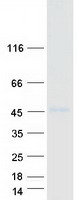 RORB / ROR Beta Protein - Purified recombinant protein RORB was analyzed by SDS-PAGE gel and Coomassie Blue Staining