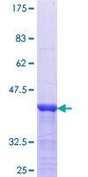 RP9 Protein - 12.5% SDS-PAGE Stained with Coomassie Blue.