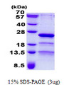 RP9 Protein