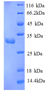 RPA4 Protein