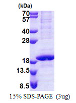 RPB16 / POLR2D Protein
