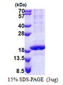 RPB16 / POLR2D Protein