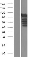 RPH3A / Rabphilin 3A Protein - Western validation with an anti-DDK antibody * L: Control HEK293 lysate R: Over-expression lysate