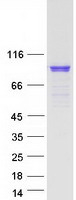 RPH3A / Rabphilin 3A Protein - Purified recombinant protein RPH3A was analyzed by SDS-PAGE gel and Coomassie Blue Staining