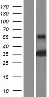 RPH3AL Protein - Western validation with an anti-DDK antibody * L: Control HEK293 lysate R: Over-expression lysate