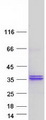 RPIA / RPI Protein - Purified recombinant protein RPIA was analyzed by SDS-PAGE gel and Coomassie Blue Staining