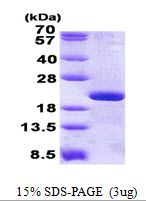 RPL12 / Ribosomal Protein L12 Protein