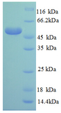 RPL14 / Ribosomal Protein L14 Protein