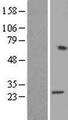 RPL15 / Ribosomal Protein L15 Protein - Western validation with an anti-DDK antibody * L: Control HEK293 lysate R: Over-expression lysate