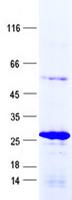 RPL15 / Ribosomal Protein L15 Protein