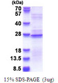 RPL18A Protein