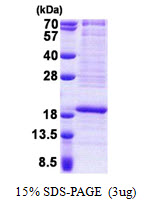 RPL22 / Ribosomal Protein L22 Protein
