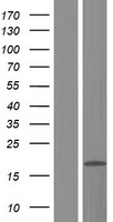 RPL22L1 Protein - Western validation with an anti-DDK antibody * L: Control HEK293 lysate R: Over-expression lysate