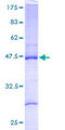 RPL27A Protein - 12.5% SDS-PAGE of human RPL27A stained with Coomassie Blue