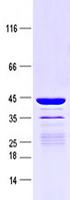 RPL27A Protein