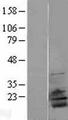 RPL28 / Ribosomal Protein L28 Protein - Western validation with an anti-DDK antibody * L: Control HEK293 lysate R: Over-expression lysate
