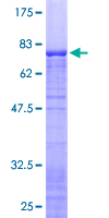 RPL3 / Ribosomal Protein L3 Protein - 12.5% SDS-PAGE of human RPL3 stained with Coomassie Blue