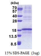 RPL34 / Ribosomal Protein L34 Protein