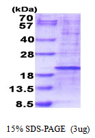 RPL35 / Ribosomal Protein L35 Protein