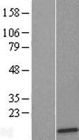 RPL36 / Ribosomal Protein L36 Protein - Western validation with an anti-DDK antibody * L: Control HEK293 lysate R: Over-expression lysate