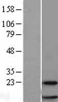 RPL38 / Ribosomal Protein L38 Protein - Western validation with an anti-DDK antibody * L: Control HEK293 lysate R: Over-expression lysate