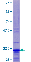 RPL39 / Ribosomal Protein L39 Protein - 12.5% SDS-PAGE of human RPL39 stained with Coomassie Blue