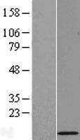 RPL39L Protein - Western validation with an anti-DDK antibody * L: Control HEK293 lysate R: Over-expression lysate