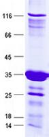 RPL39L Protein