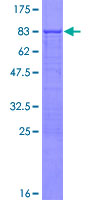 RPL3L Protein - 12.5% SDS-PAGE of human RPL3L stained with Coomassie Blue