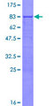 RPL3L Protein - 12.5% SDS-PAGE of human RPL3L stained with Coomassie Blue