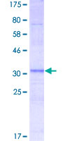 RPL3L Protein - 12.5% SDS-PAGE Stained with Coomassie Blue.