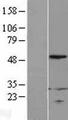 RPL4 / Ribosomal Protein L4 Protein - Western validation with an anti-DDK antibody * L: Control HEK293 lysate R: Over-expression lysate