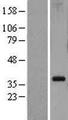 RPL5 / Ribosomal Protein L5 Protein - Western validation with an anti-DDK antibody * L: Control HEK293 lysate R: Over-expression lysate