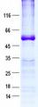 RPL5 / Ribosomal Protein L5 Protein